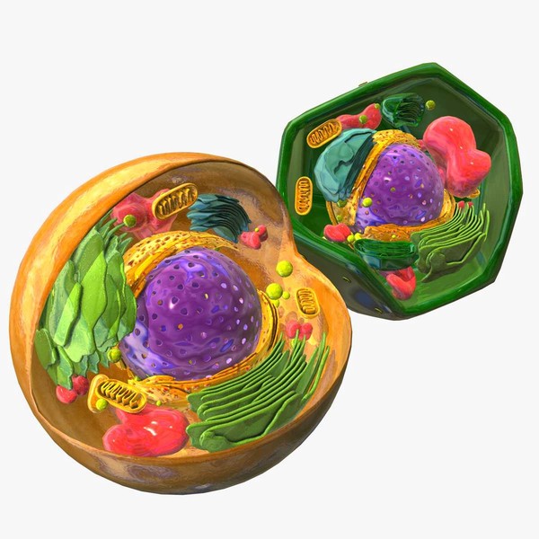 maya eukaryote cells - animal - Eukaryote cells - Animal & Vegetal Cells by ScienceEngine